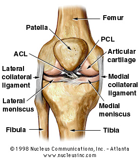 Knee Bone Cartilage